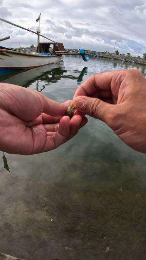 full udang #udang #nelayan #laut #jaring #ikan #fbpro #reels #reelsviral #duniaikan #skils #fyp #trending