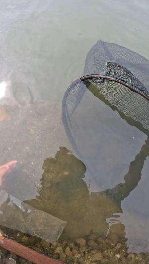 dapet lumayan gede #udang #nelayan #laut #jaring #ikan #fbpro #reels #reelsviral #duniaikan #skils #fyp #trending