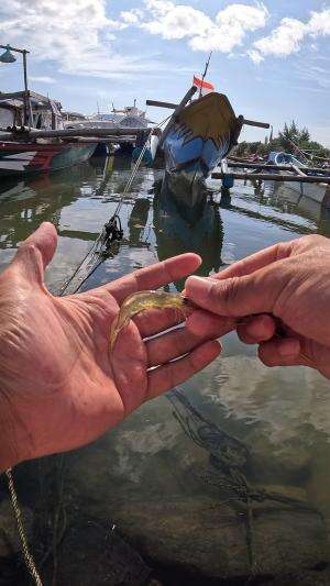 teknik pelintir #mancing #fishing #shrimp #udang #nelayan #laut #jaring #ikan #reelsviral #animals #skill #fyp #trending
