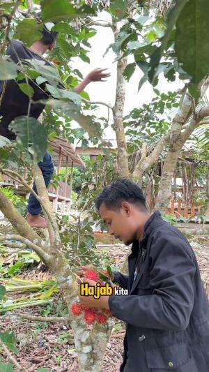 Begini Jadinya Jika Tak Dikasih, Nyolong Pun Jadilah ?
.
 #rezakurniawan #kebunrambutan #bintais #panenbesar #sketsa