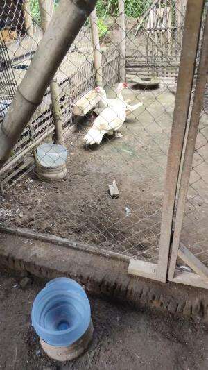 Pesona pacek andalan Sidolarang x Nyonya Njebret #peternakmuda #menthokjumbo #muscovyduck