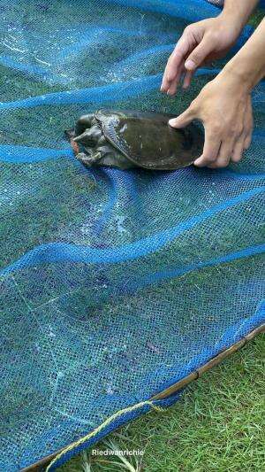 Cara pegang labi-labi  #pets  #ikan