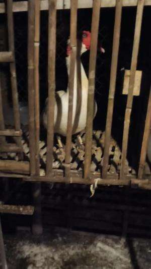 Saking suburnya malah jadi kayak celengan bagong ? #peternakmuda #peternakindonesia #muscovyduck #urbanfarming 