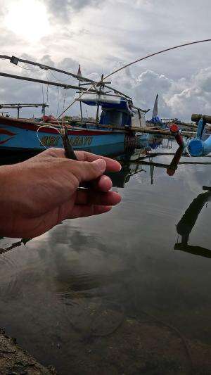 teknik udang menari #mancing #fishing #shrimp #udang #nelayan #laut #jaring #ikan #reelsviral #animals #skill #fyp #trending
