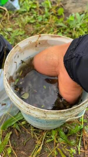 Nekat berburu ikan hias di tlaga