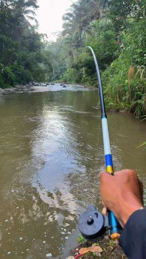Pancing sampai patah