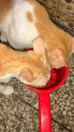 😽 #cat #funny #cute