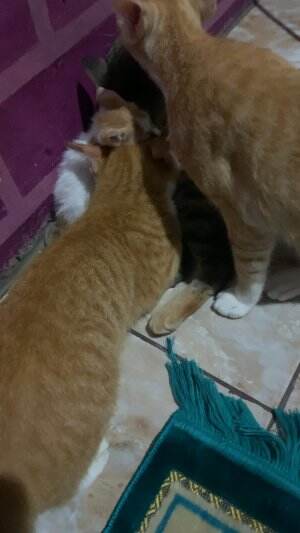 #cat #anabul