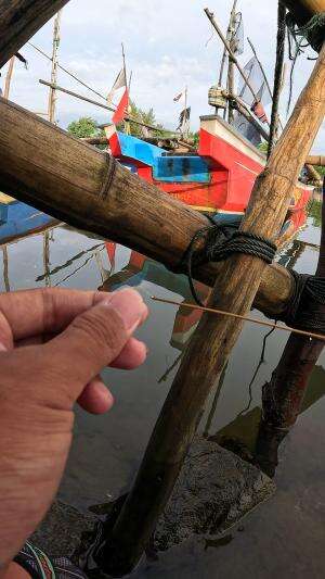 pake cara tradisional #fishing #shrimp #fish #sea #traditional #usareels #UnitedStates #reelsviral #skils #fyp #trending