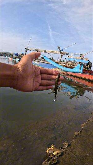 how to catch shrimp super fast and easy #fishing #usa #usareels #UnitedStates #unitedkingdom #denmark #canada