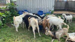  Hiburan beternak bolo2