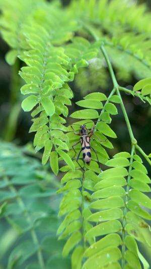 Indahnya serangga kecil ini  #serangga  #macro  #fotografi  #memfoto serangga dengan lensa makro   #alam  #hewan 