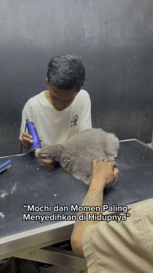 Mochi kucing lucu  #Kucing  #kucingbsh  #duniakucing 