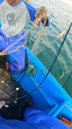 alhamdulillah dapet banyak udang di jaring 