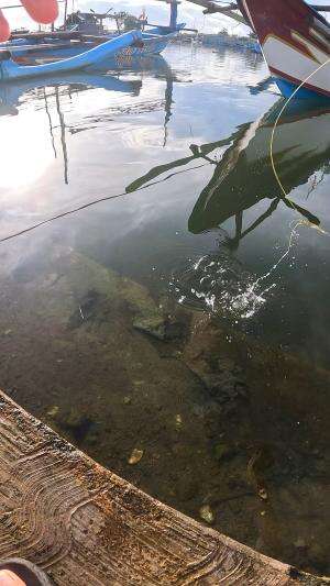 cara benar nangkap udang #udang #nelayan #laut #jaring #ikan #fbpro #reels #reelsviral #duniaikan #skils #fyp #trending