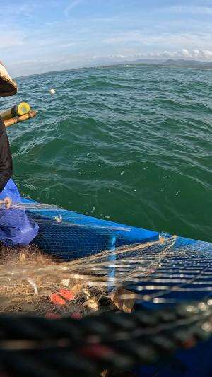 tarik jaring #udang #nelayan #laut #jaring #ikan #fbpro #reels #reelsviral #duniaikan #skils #fyp #trending