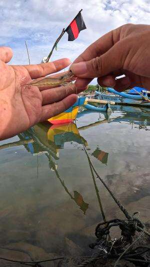 cara orang dulu nangkap udang #mancing #fishing #shrimp #udang #nelayan #laut #jaring #ikan #reelsviral #animals #skill #fyp #trending