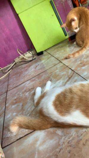 #cat