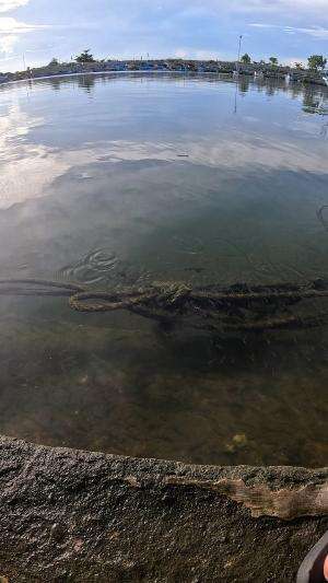 inilah cara gampang menangkap udang