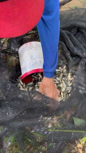 Ikan papuyu kecil-kecil