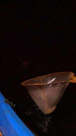 serok ikan caroang kecil #mancing #fishing #shrimp #udang #nelayan #laut #jaring #ikan #reelsviral #animals #skill #fyp #trending