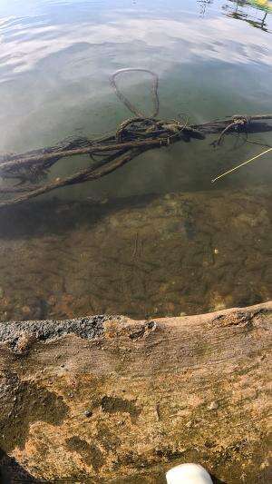 how to catch shrimp super fast and easy #fishing #traditional #usa #usareels #UnitedStates #unitedkingdom #denmark #canada