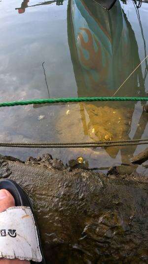 tutorial nangkap udang #mancing #fishing #shrimp #udang #nelayan #laut #jaring #ikan #reelsviral #animals #skill #fyp #trending