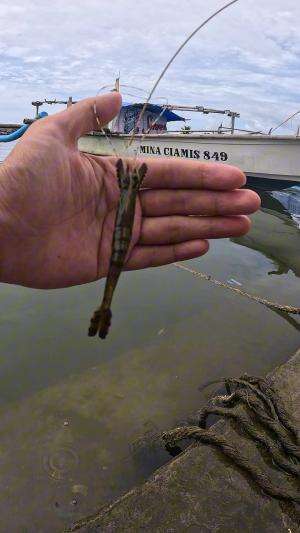 kena mata udang #udang #nelayan #laut #jaring #ikan #fbpro #reels #reelsviral #duniaikan #skils #fyp #trending