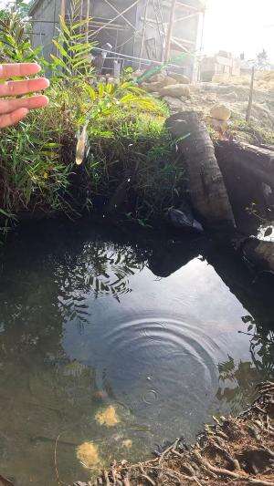 menangkap udang dengan cepat dan gampang #fishing #shrimp #traditional #usa #usareels #UnitedStates #unitedkingdom #denmark #canada