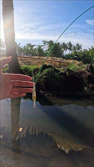 teknik mancing udang tradisional #mancing #fishing #shrimp #udang #nelayan #laut #jaring #ikan #reelsviral #animals #skill #fyp #trending