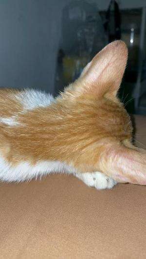  #kucinglucu  #kucinglucu 