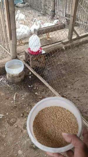 Belajar bersama , kita cek ransum ransum pakan di Kandang Anggoro Kasih Klaten