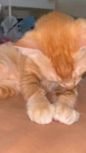 Kucing  #kucingoyen 