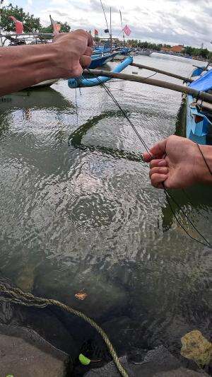 ini bukti alam masih lestari #udang #nelayan #laut #jaring #ikan #fbpro #reels #reelsviral #duniaikan #skils #fyp #trending