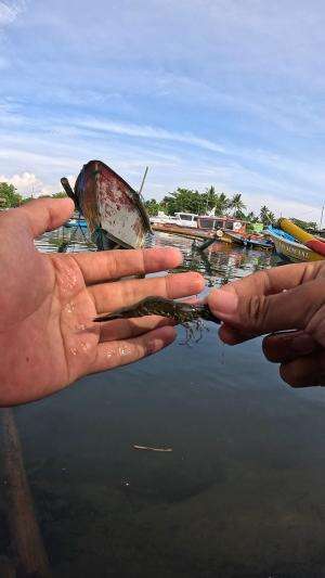 tutorial catching shrimp super easy #fishing #traditional #usa #usareels #UnitedStates #unitedkingdom #denmark #canada