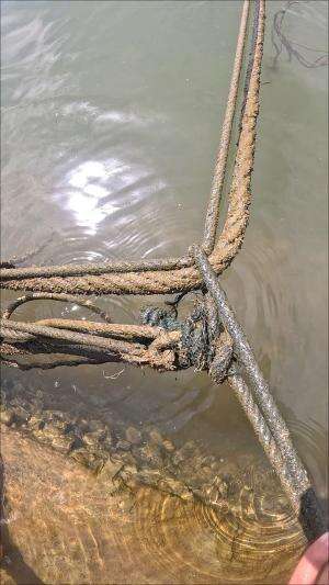 menemukan sarang udang #usa #usareels #newyork #germany #fyp #australia #luksemburg #ingris #belanda #skils #shrimp #fisherman #selandiabaru