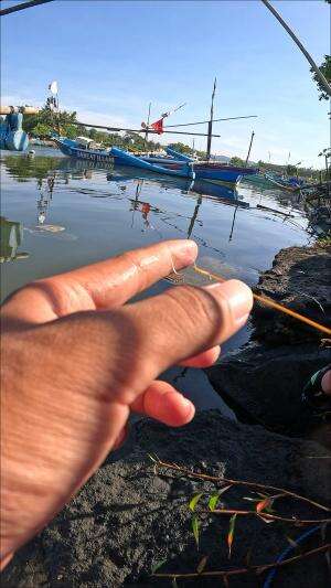 akhirnya dapet juga #mancing #fishing #shrimp #udang #nelayan #laut #jaring #ikan #reelsviral #animals #skill #fyp #trending