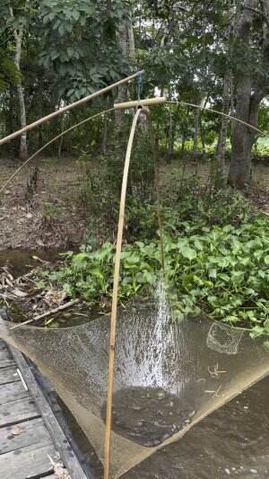 Ikan papuyu banyak banget 