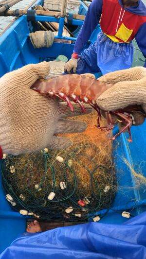 udang belang babon #usa #usareels #newyork #germany #fyp #australia #luksemburg #ingris #belanda #skils #shrimp #fisherman #selandiabaru #ir