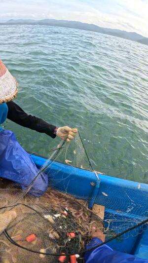 menangkap ribuan udang #nelayan #skills #fyp