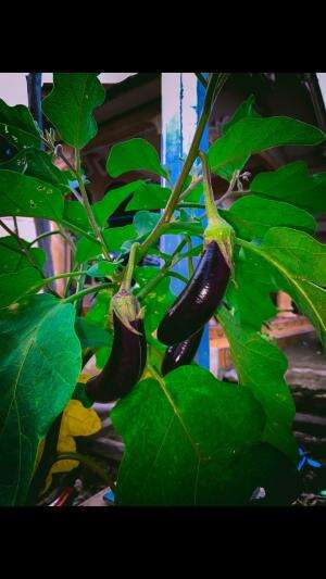 Ayamnya mancari masalah #Photography #videographer 