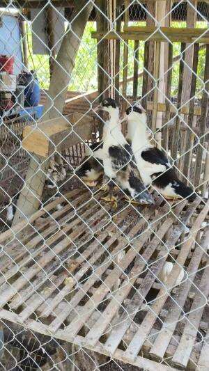 2026 Breeding Full Motif , semoga sesuai harapan #peternakmuda #menthokjumbo #muscovyduck