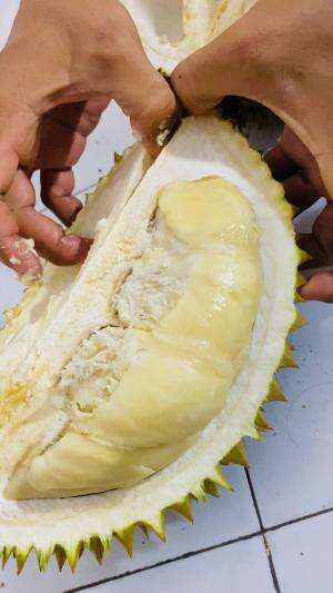 Buah Durian banyak manfaatnya apabila dikonsumsi sesuai porsi #durian #musimdurian #healthy #foodies #hiburan #viral #keluarga #RCTIPlus 