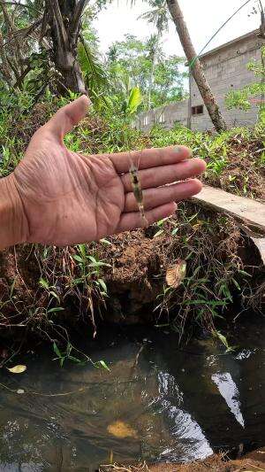 mancing udang di selokan #mancing #fishing #shrimp #udang #nelayan #laut #jaring #ikan #reelsviral #animals #skill #fyp #trending