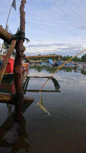 ahli mancing udang #fishing #shrimp #fish #sea #traditional #usareels #UnitedStates #reelsviral #skils #fyp #trending