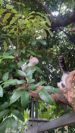 Kucing main diatas pohon  #Kucing  #kucinglucu  #vidiolucu  #funnyvideo  #cutestanimal  #anakkucing  #minivlog  #ramadhanvlog 
