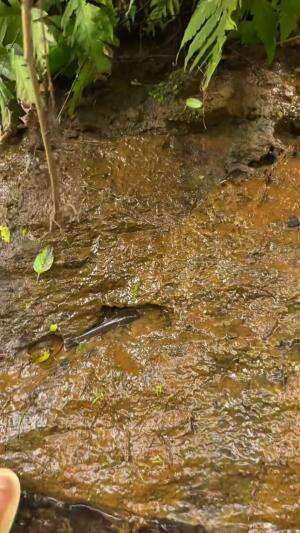 Cara mudah mancing channa