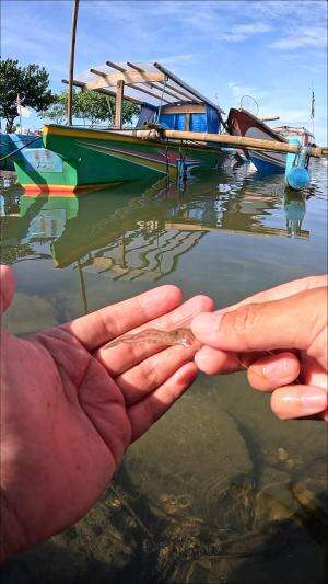 mancing udang ? #udang #nelayan #laut #jaring #ikan #fbpro #reels #reelsviral #duniaikan #skils #fyp #trending