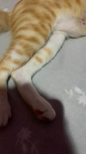 #cat #cute #funny