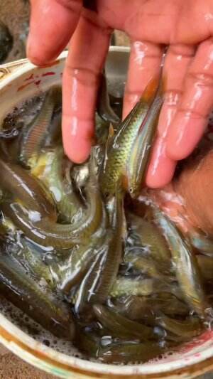 Panen ikan banyak cuma pakai umpan belalang